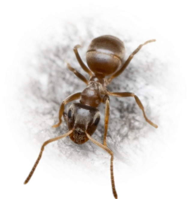 Lasius neglectus