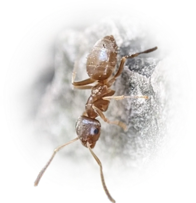 Lasius neoniger