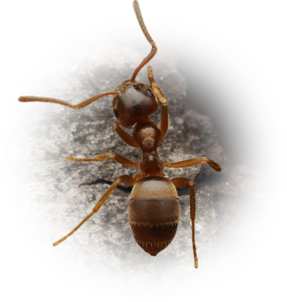 Scientific illustration of Lasius pallitarsis ant - showing key identification features including head, thorax, and gaster.