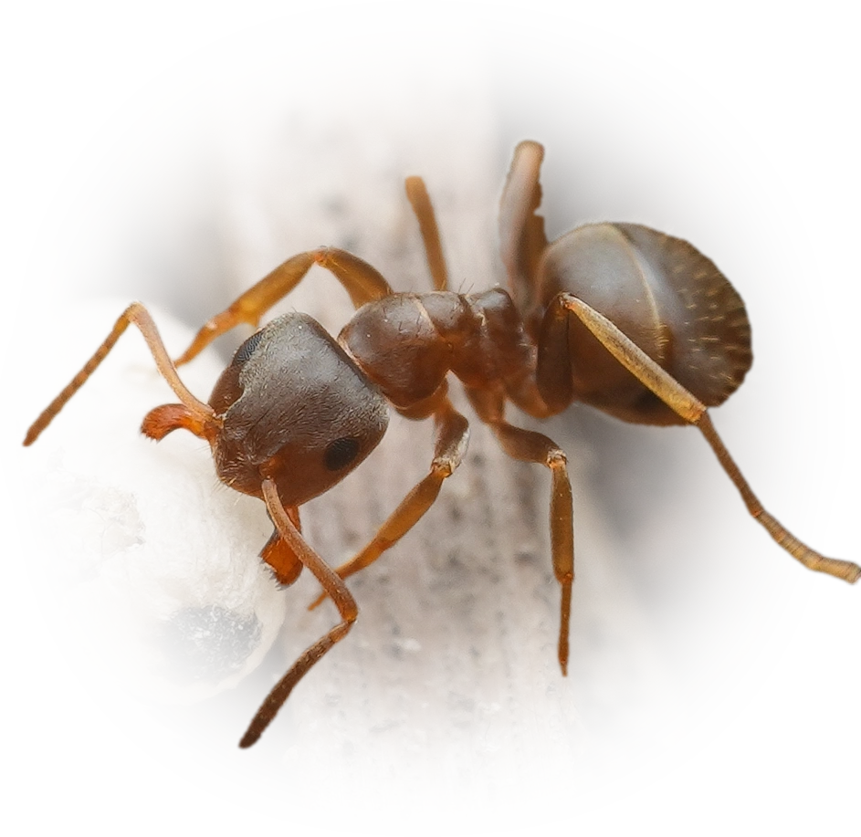 Lasius paralienus