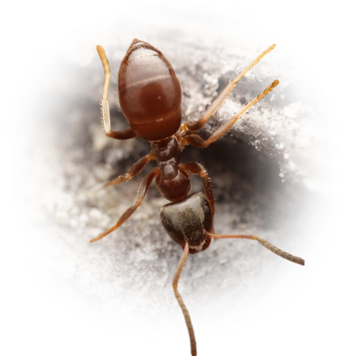 Lasius platythorax