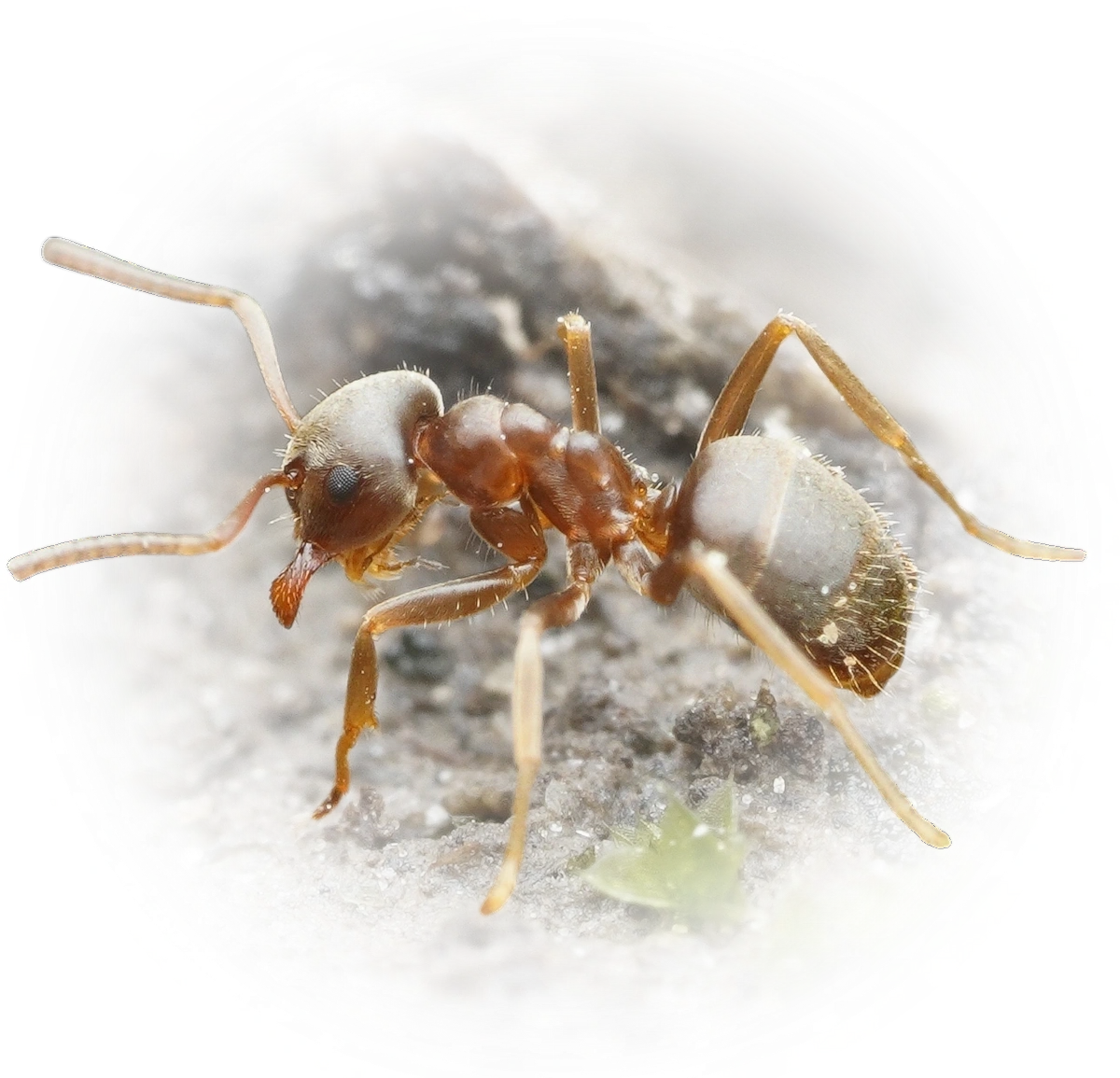 Lasius psammophilus