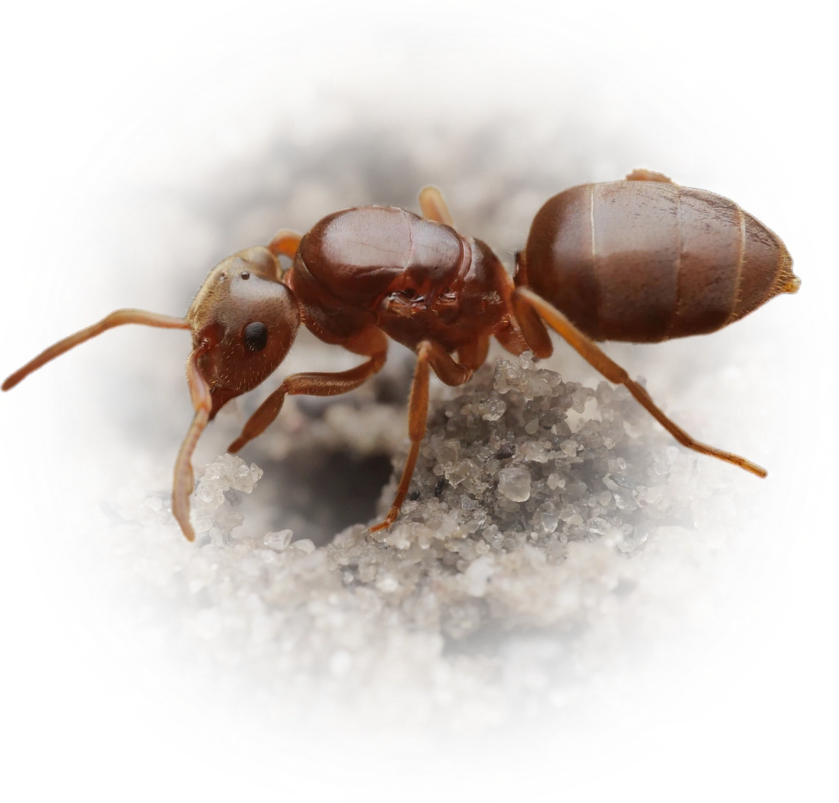 Lasius umbratus
