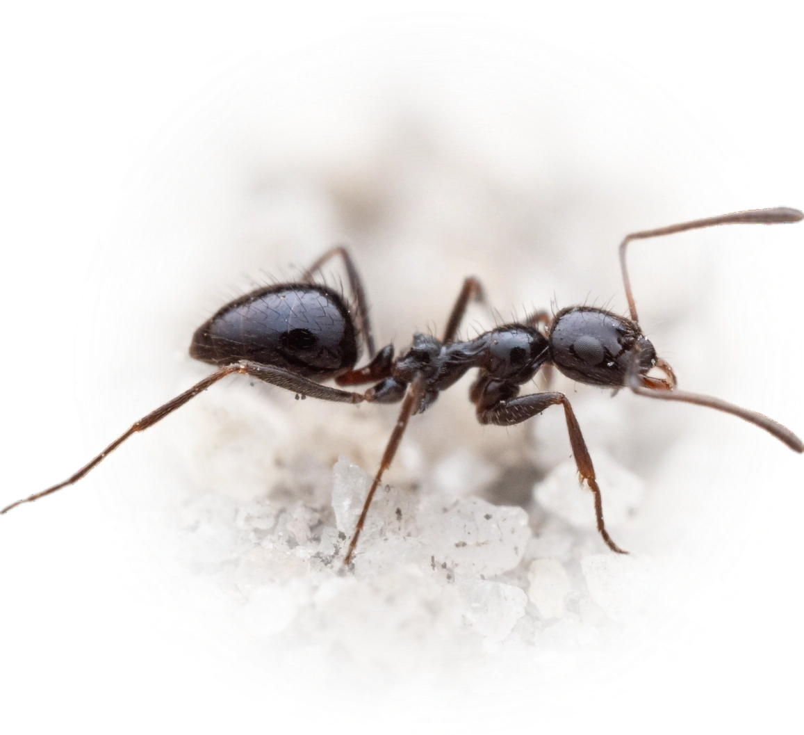 Scientific illustration of Lepisiota capensis ant - showing key identification features including head, thorax, and gaster.