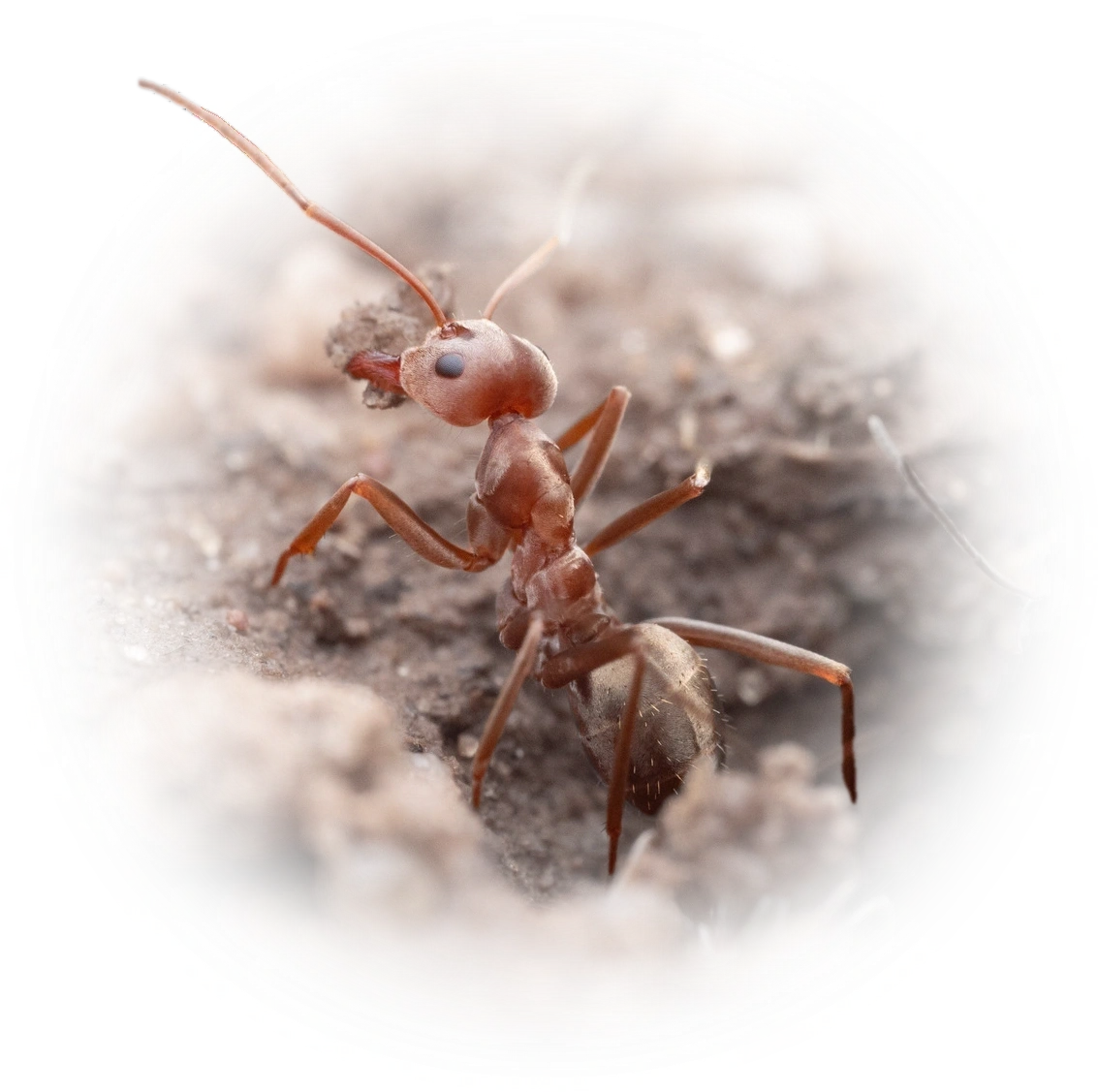 Anoplolepis custodiens