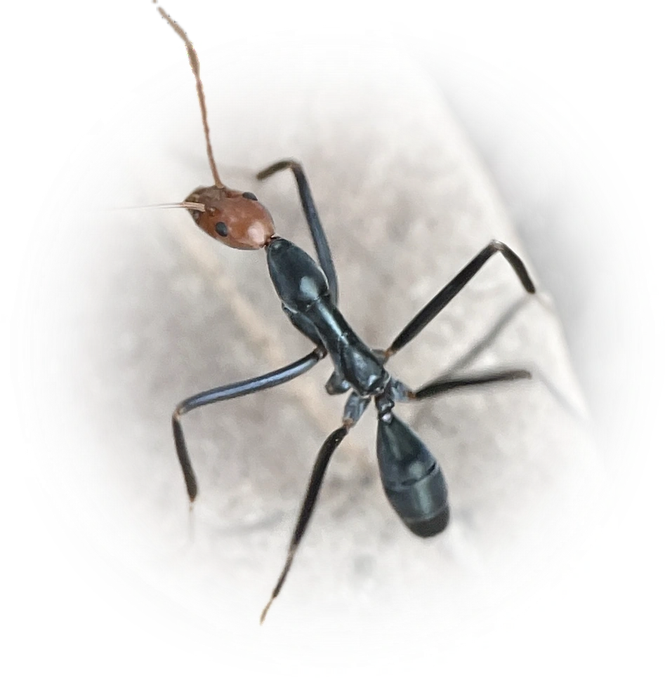 Leptomyrmex erythrocephalus