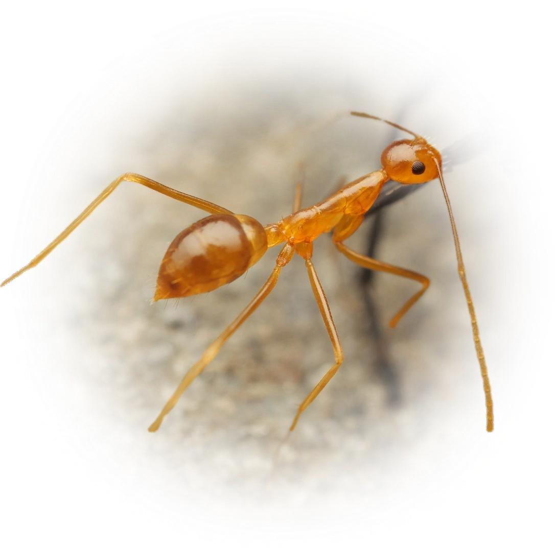 Scientific illustration of Anoplolepis gracilipes ant - showing key identification features including head, thorax, and gaster.