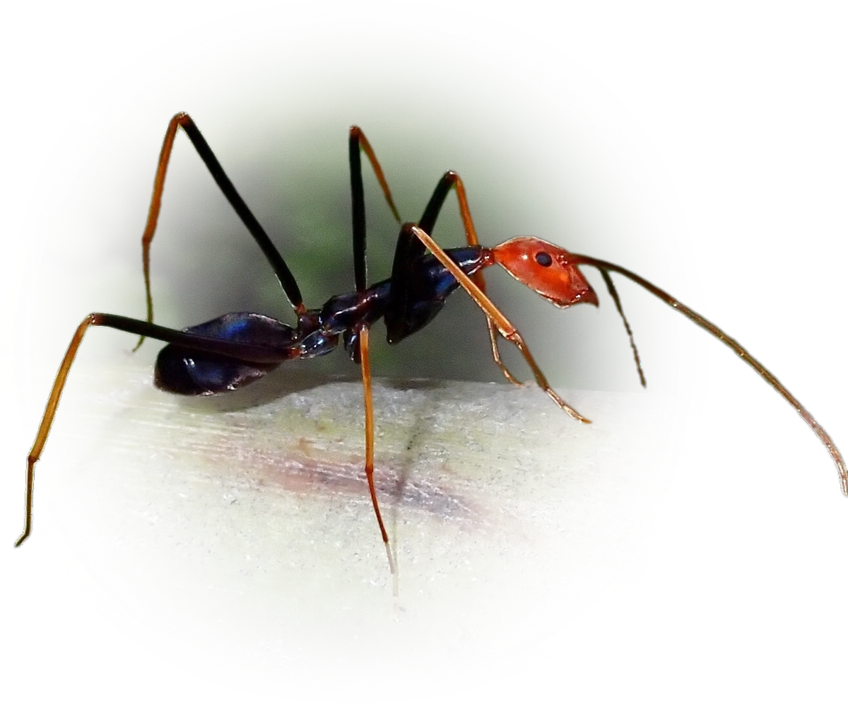 Leptomyrmex ruficeps