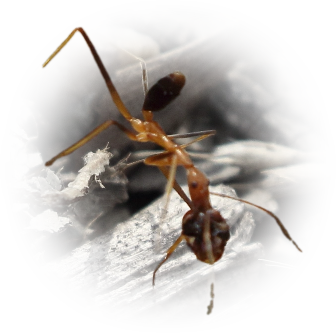 Leptomyrmex rufipes