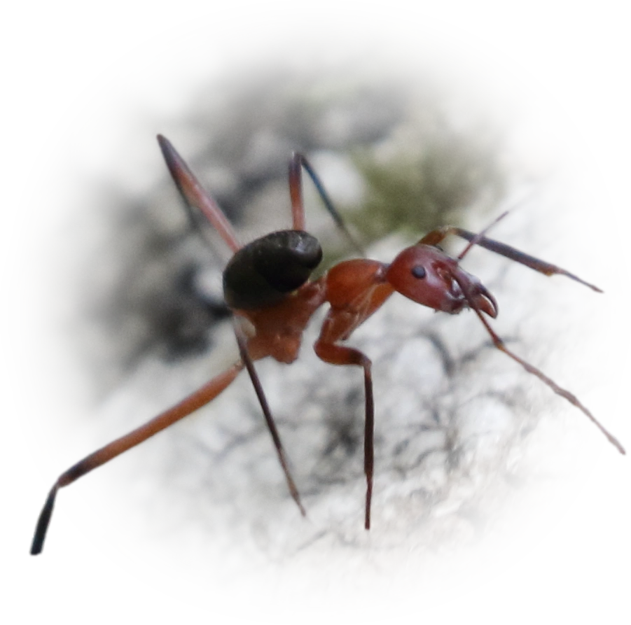 Leptomyrmex tibialis