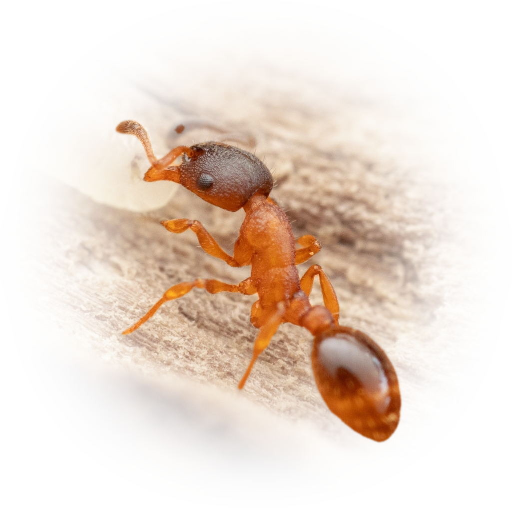 Scientific illustration of Leptothorax muscorum ant - showing key identification features including head, thorax, and gaster.