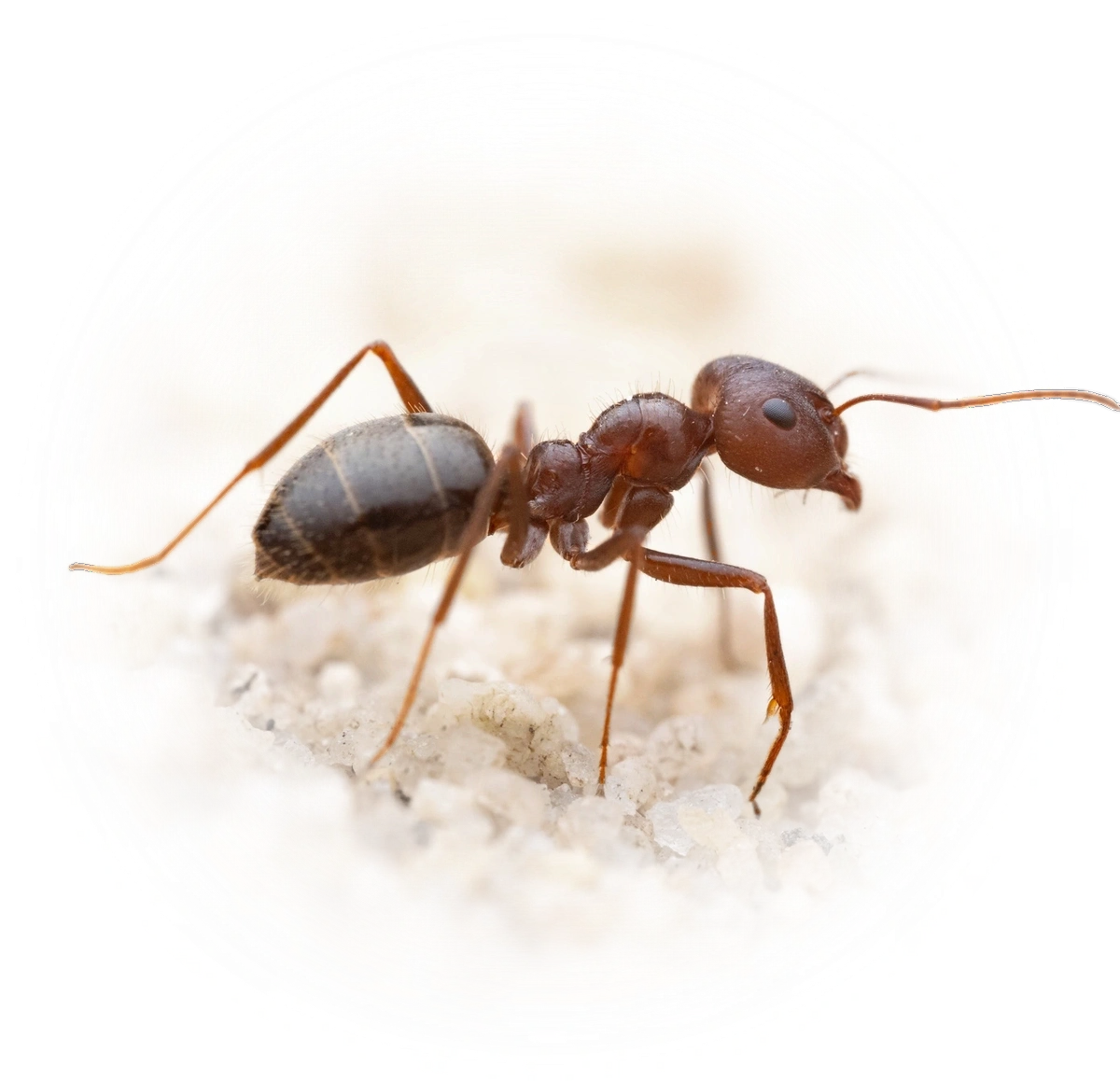 Anoplolepis steingroeveri