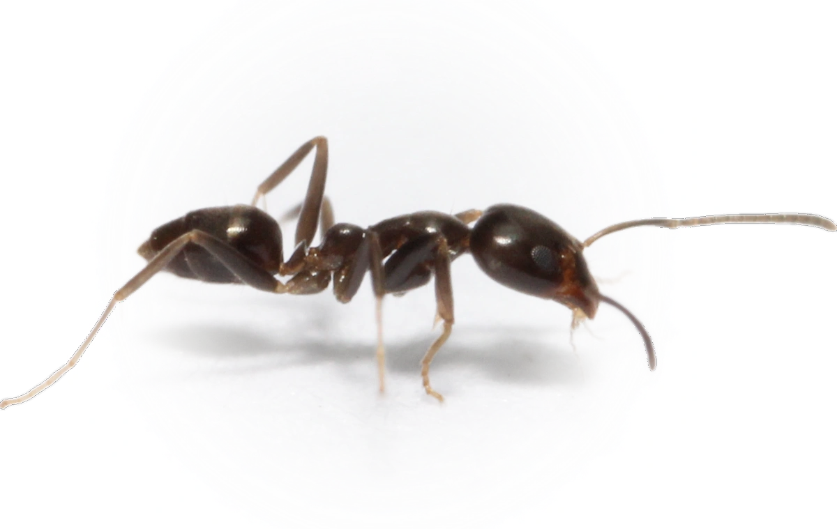 Scientific illustration of Linepithema neotropicum ant - showing key identification features including head, thorax, and gaster.