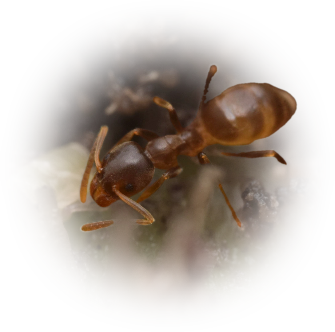 Linepithema piliferum