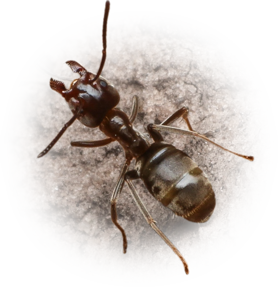 Liometopum apiculatum