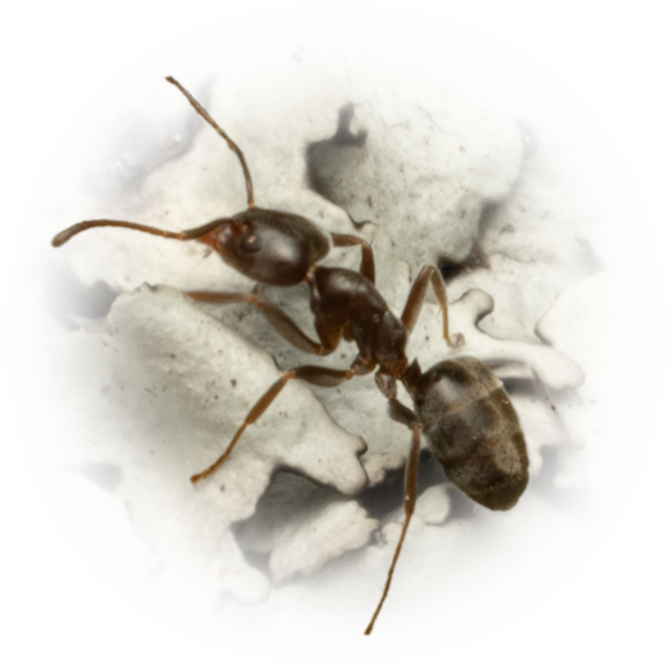 Liometopum luctuosum