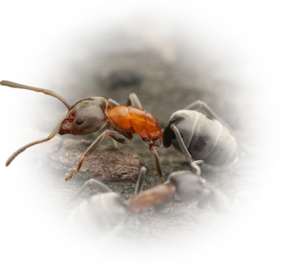 Liometopum microcephalum