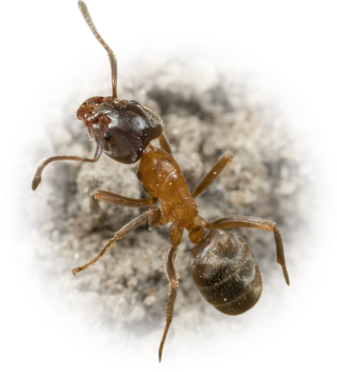 Liometopum occidentale