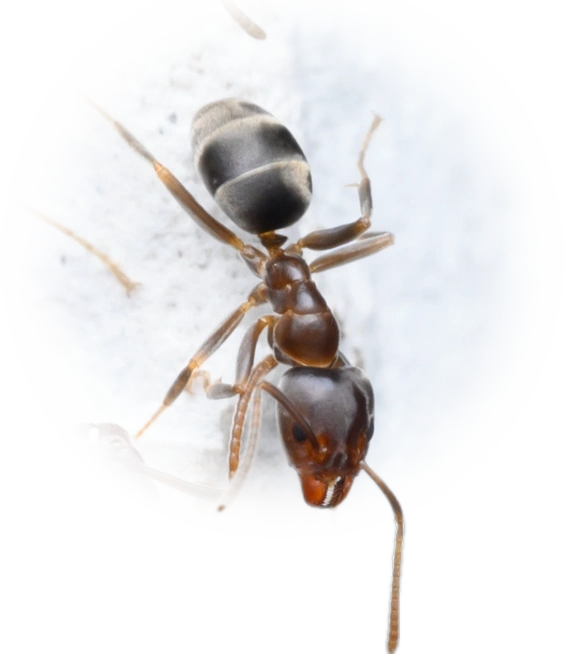 Scientific illustration of Liometopum sinense ant - showing key identification features including head, thorax, and gaster.