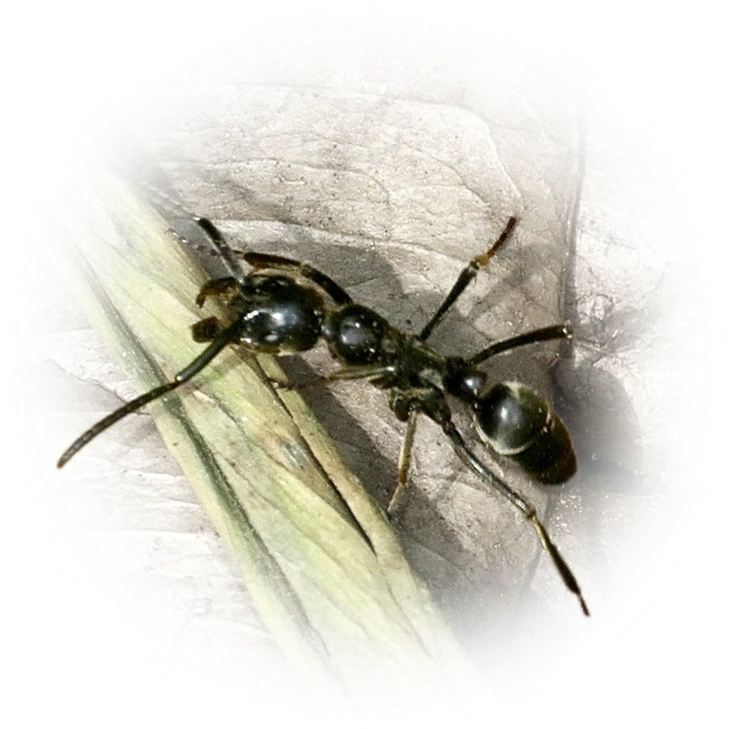 Scientific illustration of Megaponera analis ant - showing key identification features including head, thorax, and gaster.