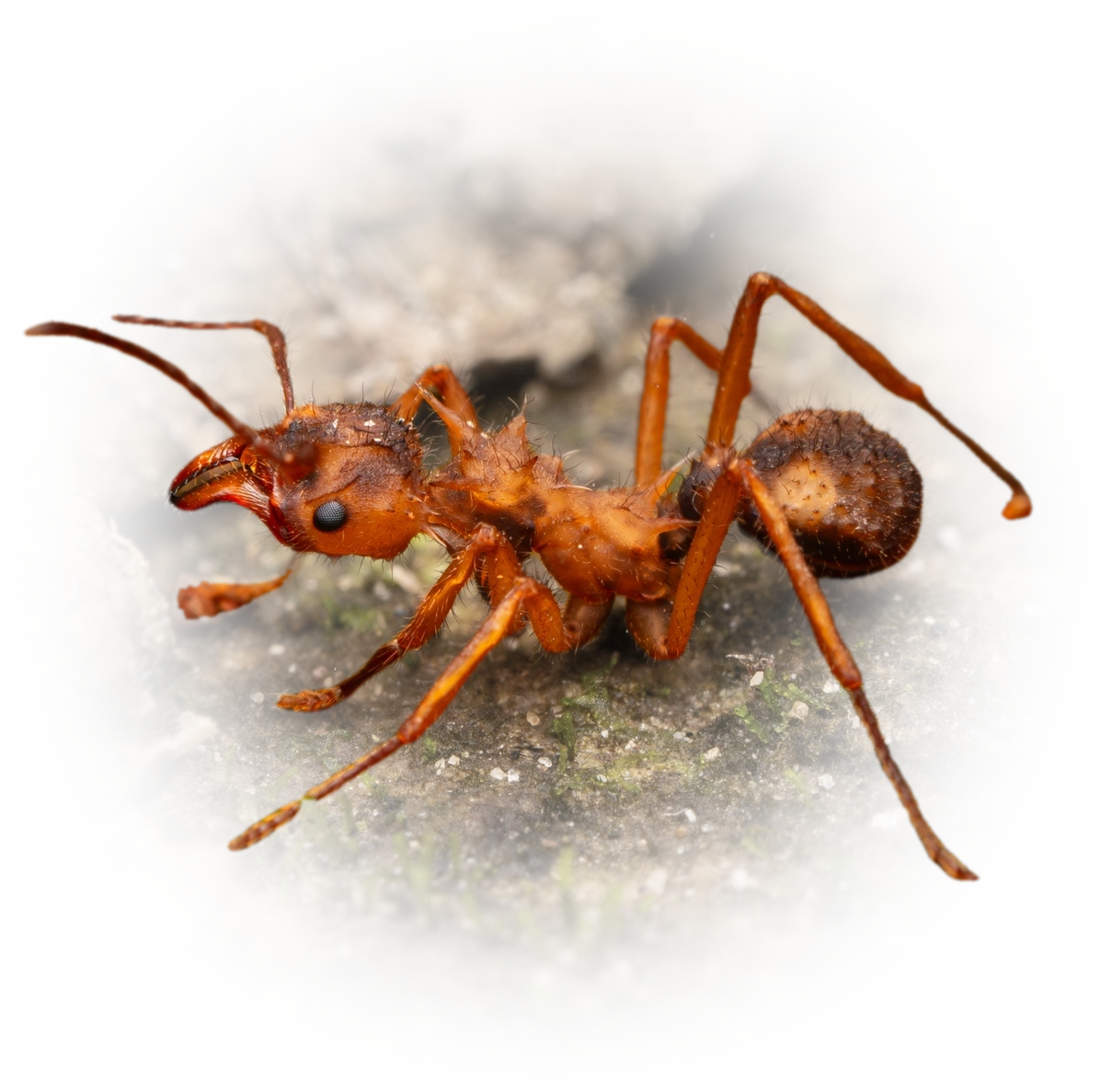 Acromyrmex coronatus