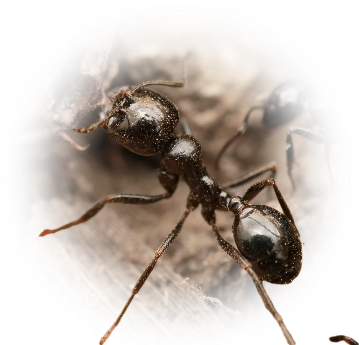 Scientific illustration of Messor bouvieri ant - showing key identification features including head, thorax, and gaster.