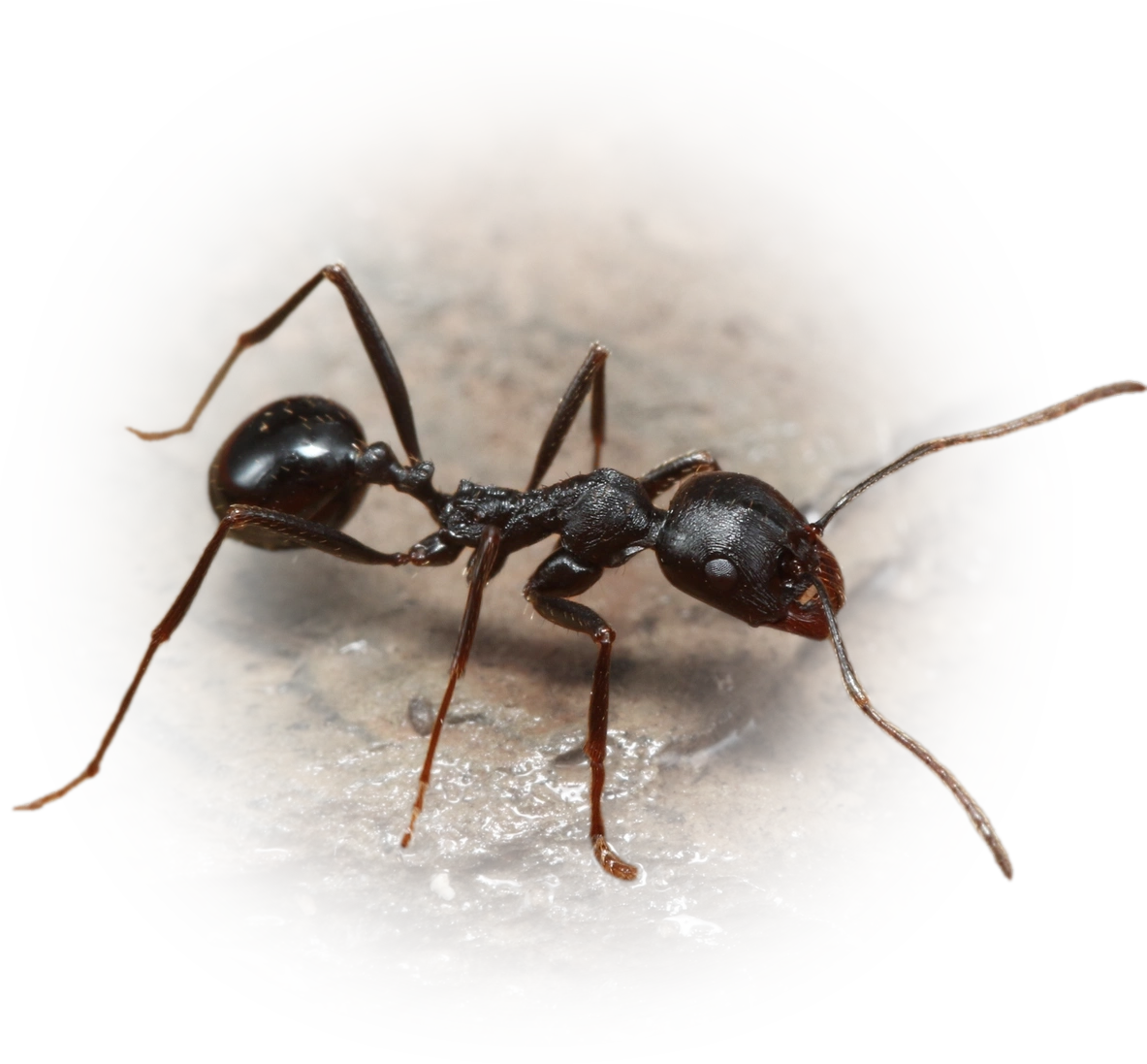 Scientific illustration of Messor capensis ant - showing key identification features including head, thorax, and gaster.