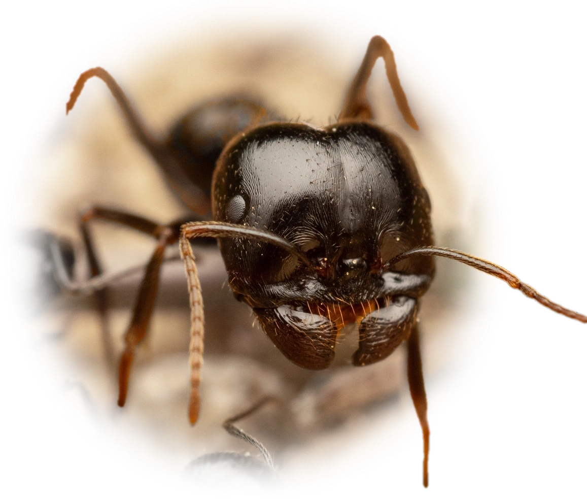 Scientific illustration of Messor capitatus ant - showing key identification features including head, thorax, and gaster.