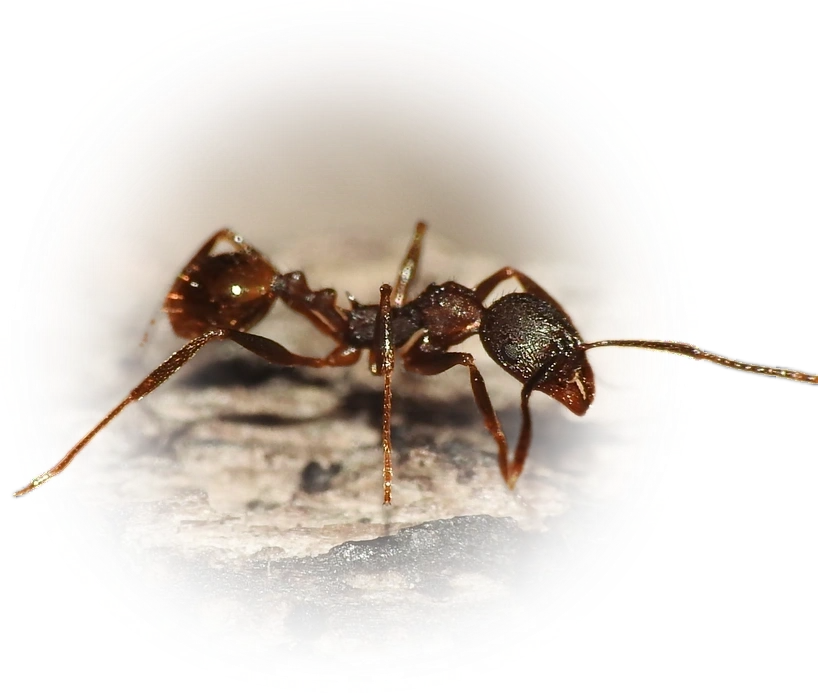 Aphaenogaster fulva