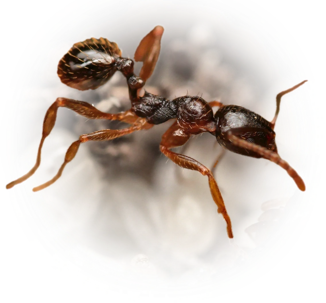 Aphaenogaster gibbosa