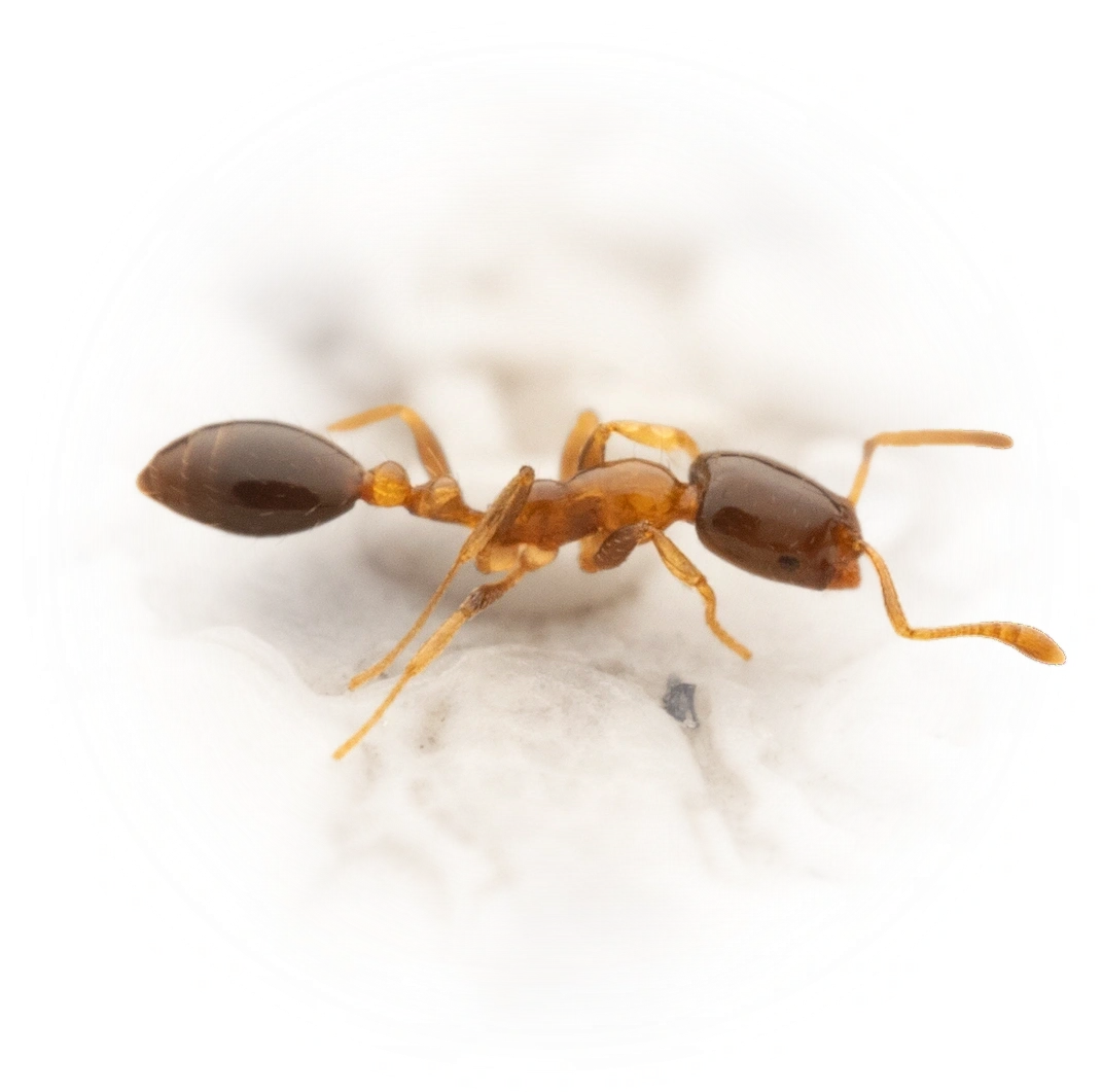 Monomorium floricola