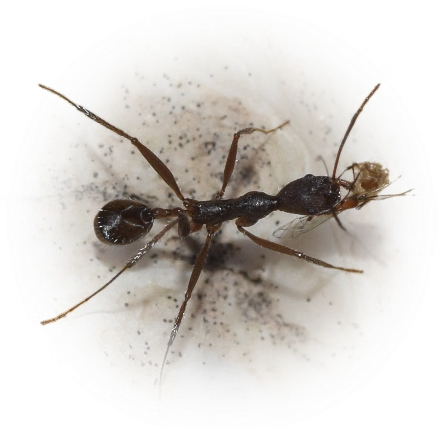Aphaenogaster iberica