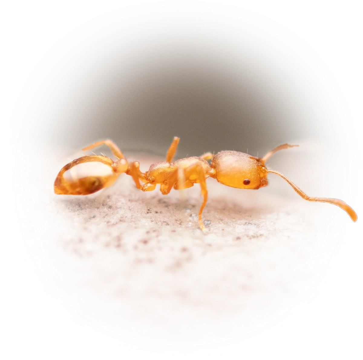Scientific illustration of Monomorium pharaonis ant - showing key identification features including head, thorax, and gaster.
