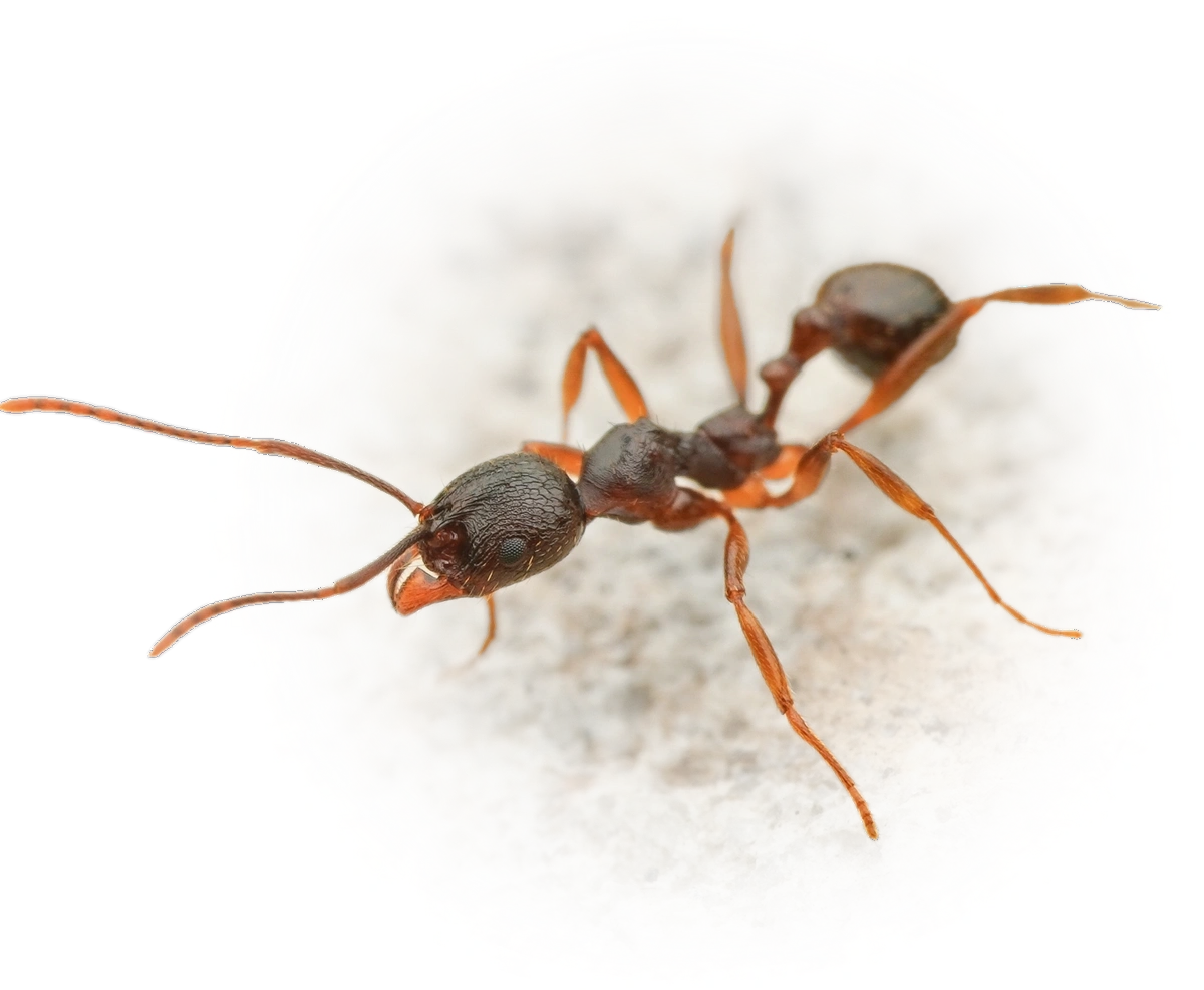 Aphaenogaster japonica