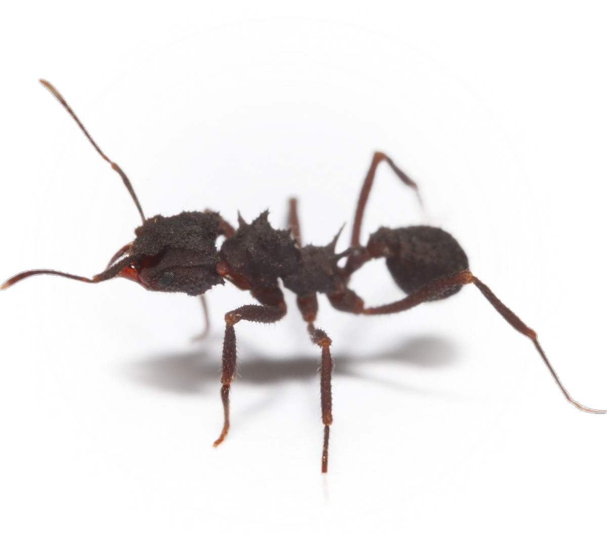 Mycetomoellerius urichii