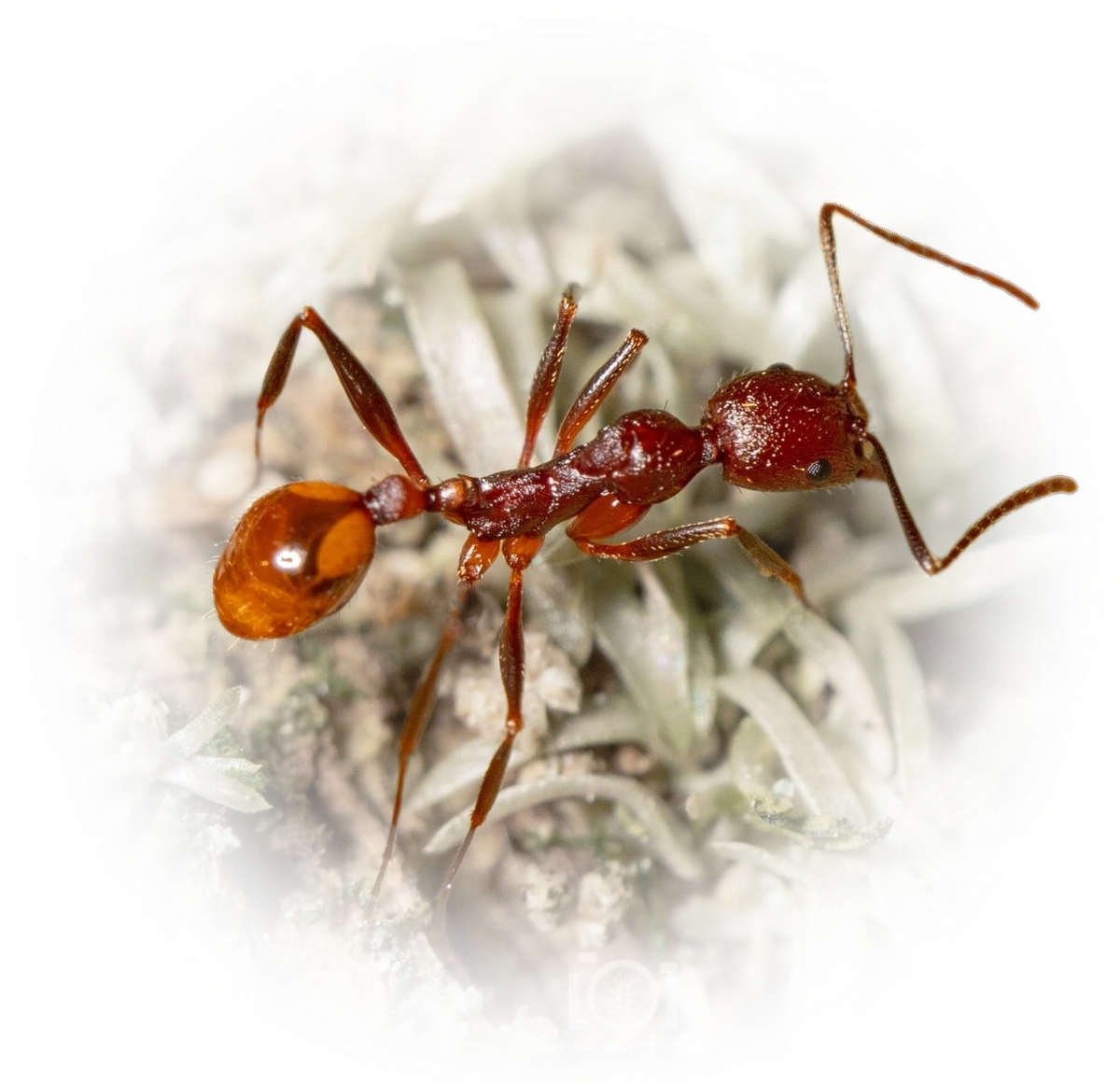 Scientific illustration of Aphaenogaster lamellidens ant - showing key identification features including head, thorax, and gaster.