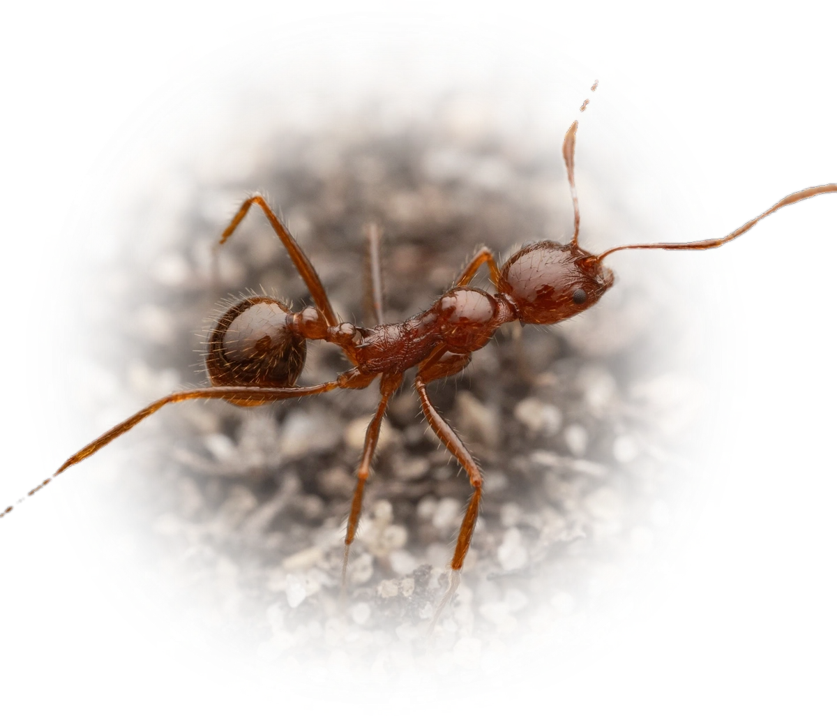 Aphaenogaster longiceps