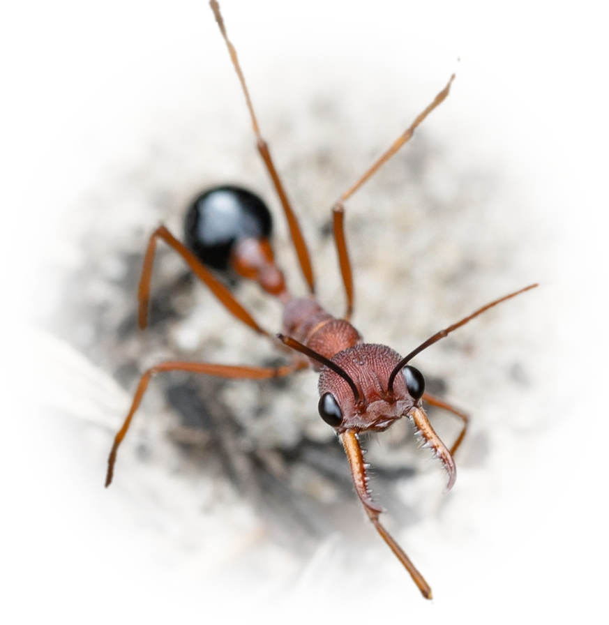 Myrmecia analis