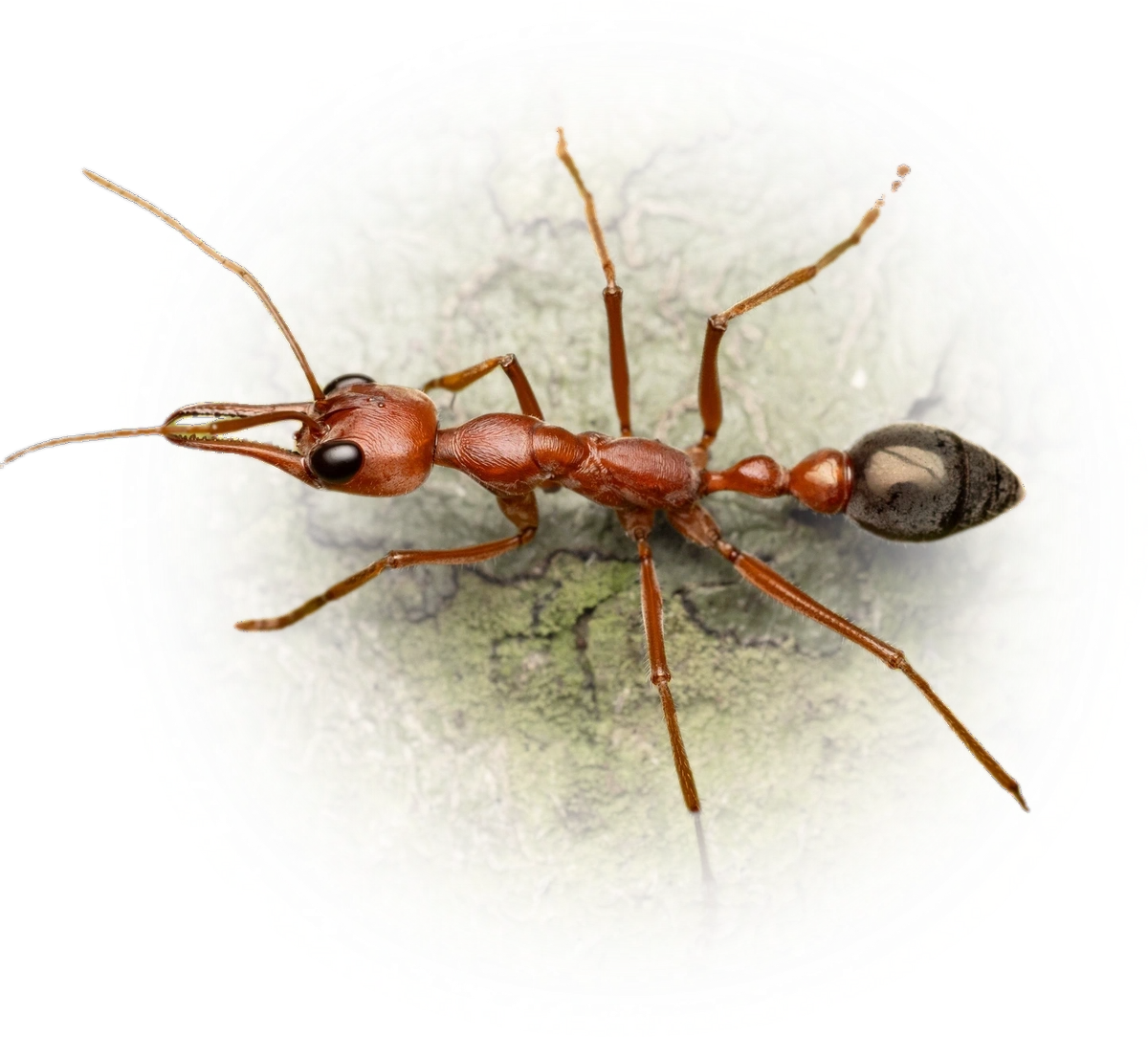 Myrmecia brevinoda