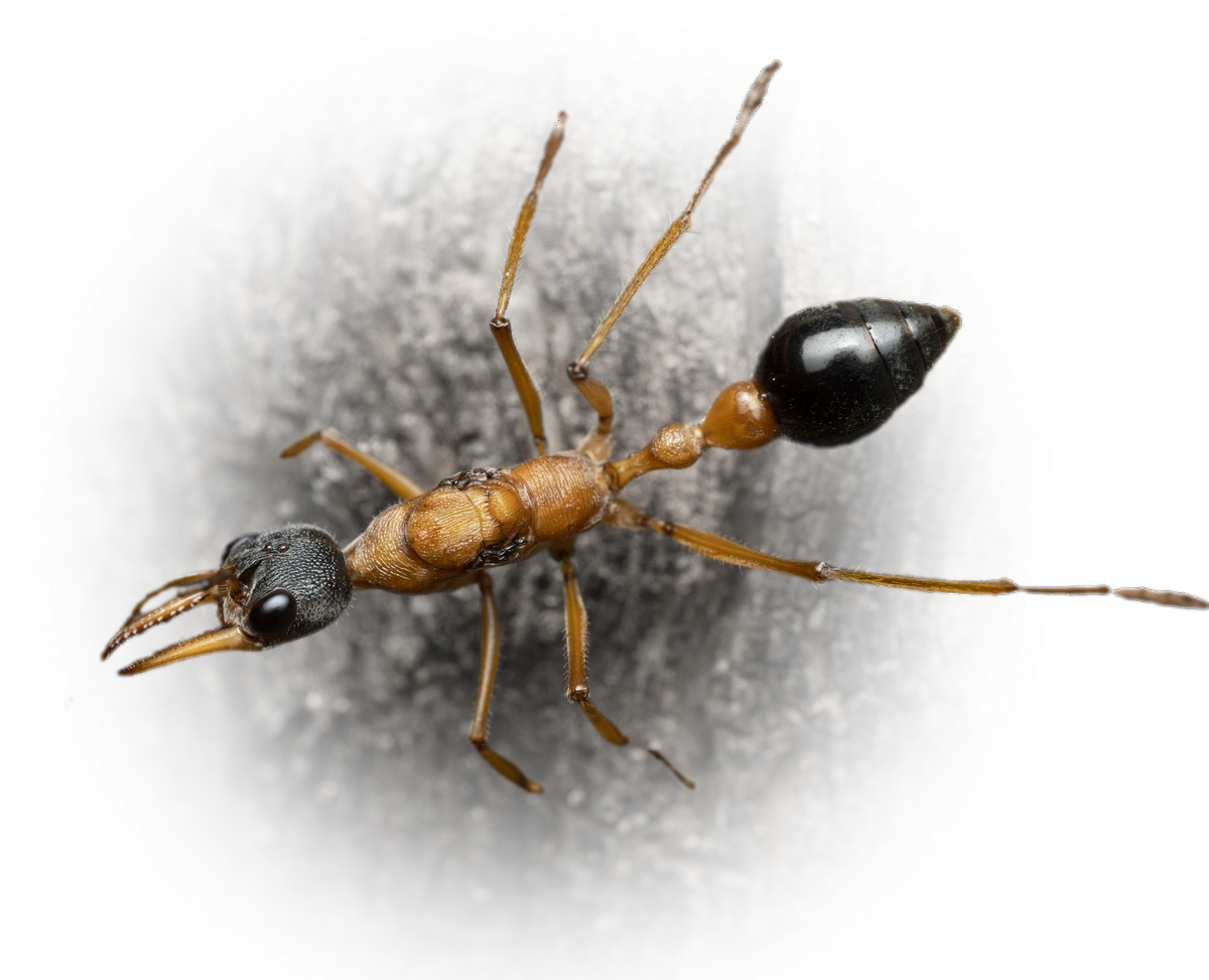 Scientific illustration of Myrmecia desertorum ant - showing key identification features including head, thorax, and gaster.