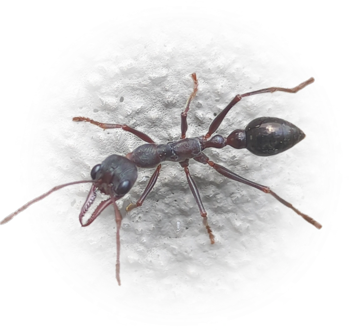 Myrmecia forficata