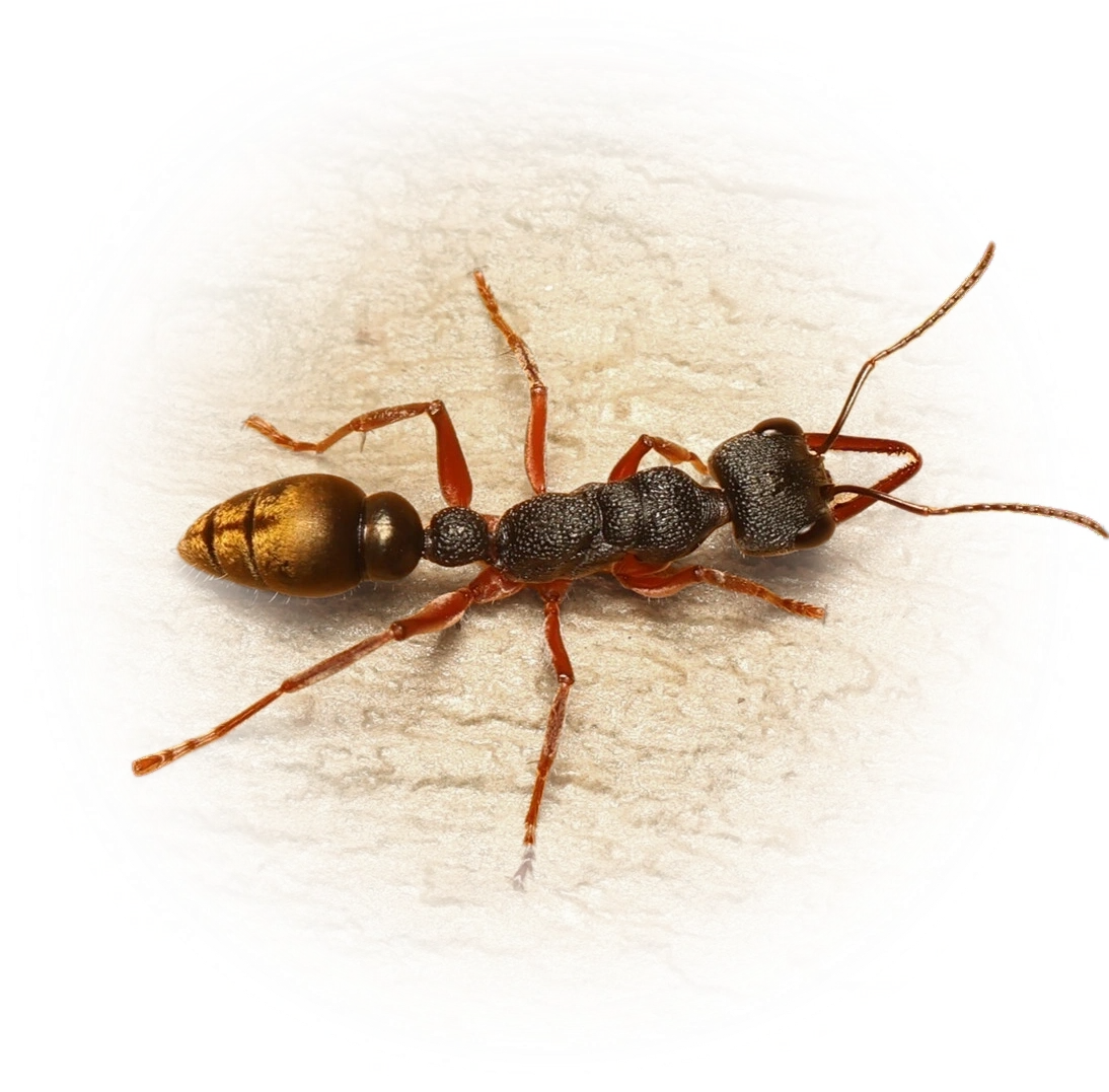 Myrmecia fulvipes