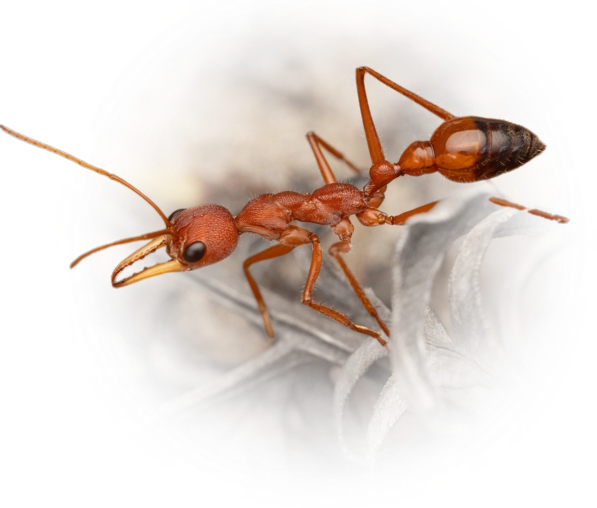 Scientific illustration of Myrmecia gulosa ant - showing key identification features including head, thorax, and gaster.