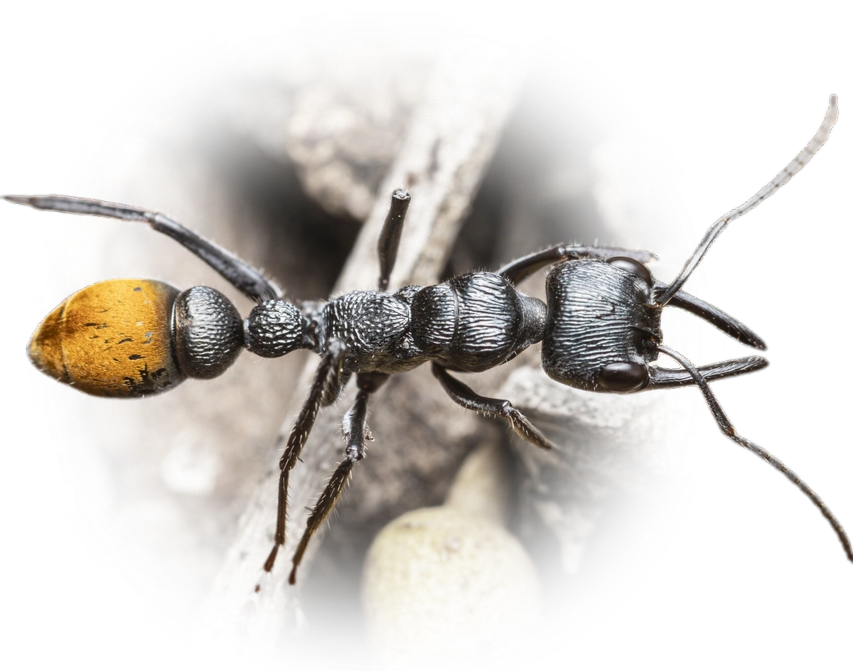 Myrmecia mandibularis