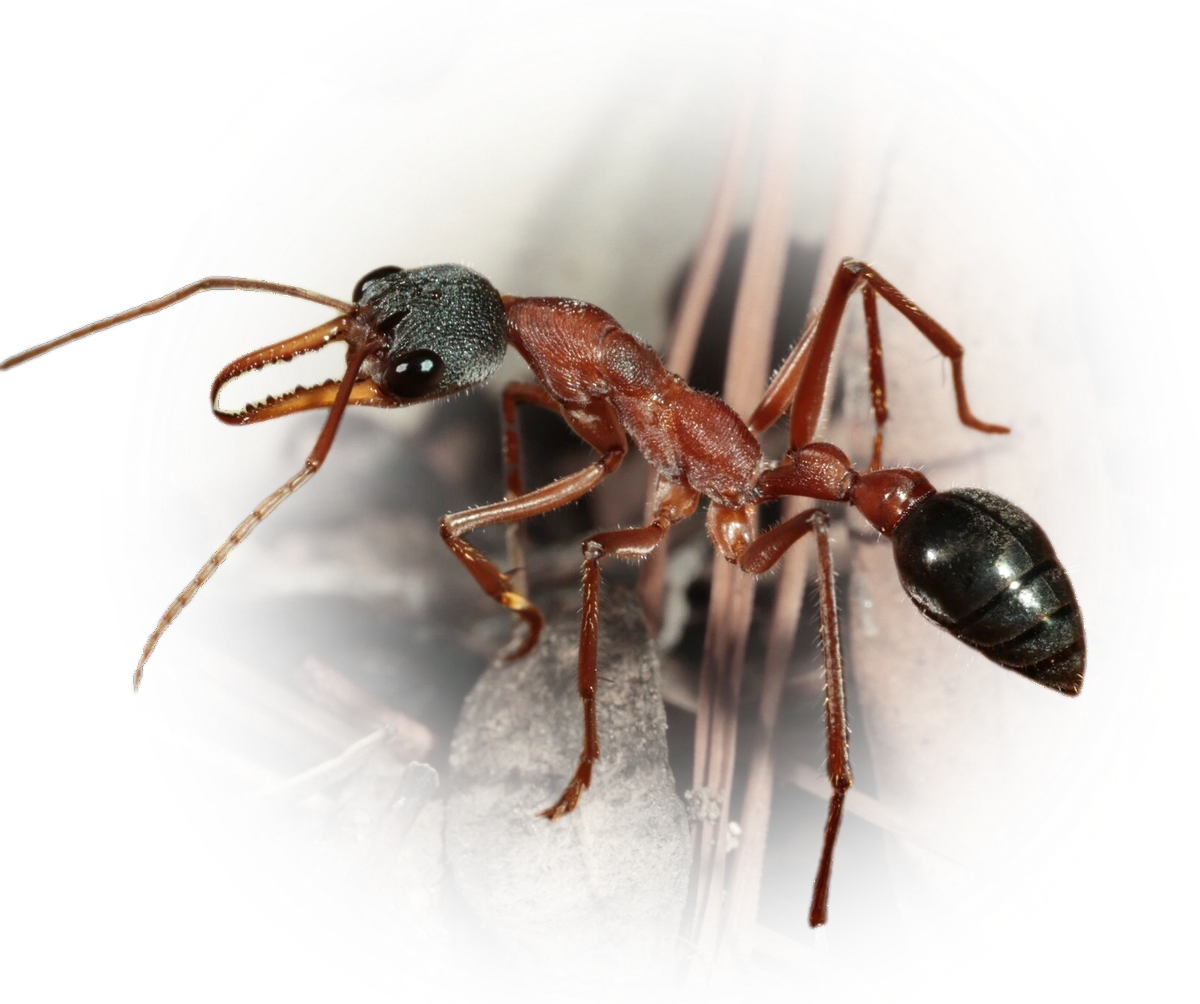 Myrmecia nigriceps