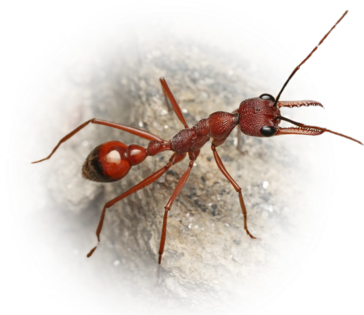 Myrmecia nigriscapa
