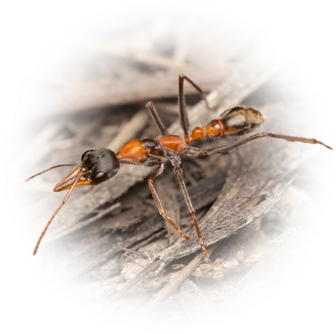 Myrmecia nigrocincta