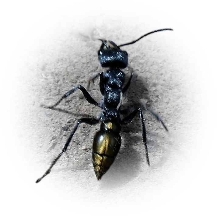 Myrmecia piliventris