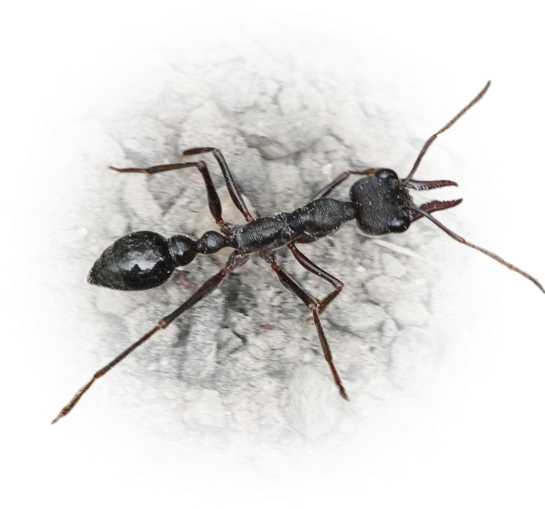 Myrmecia pyriformis