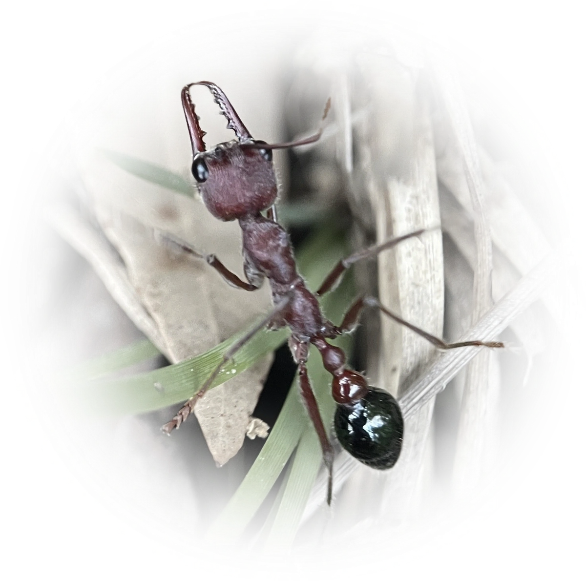 Scientific illustration of Myrmecia simillima ant - showing key identification features including head, thorax, and gaster.